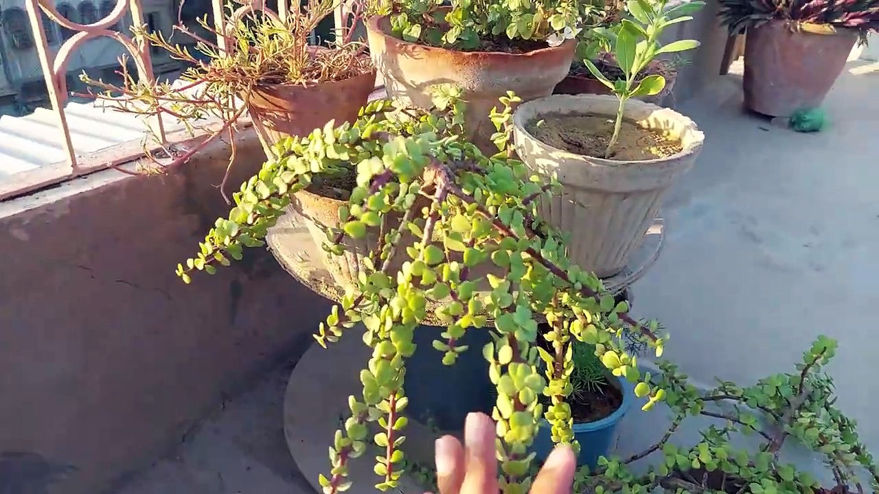 Jade plant bonsai kese banana hay_ बोनसाई   l   بونسائی