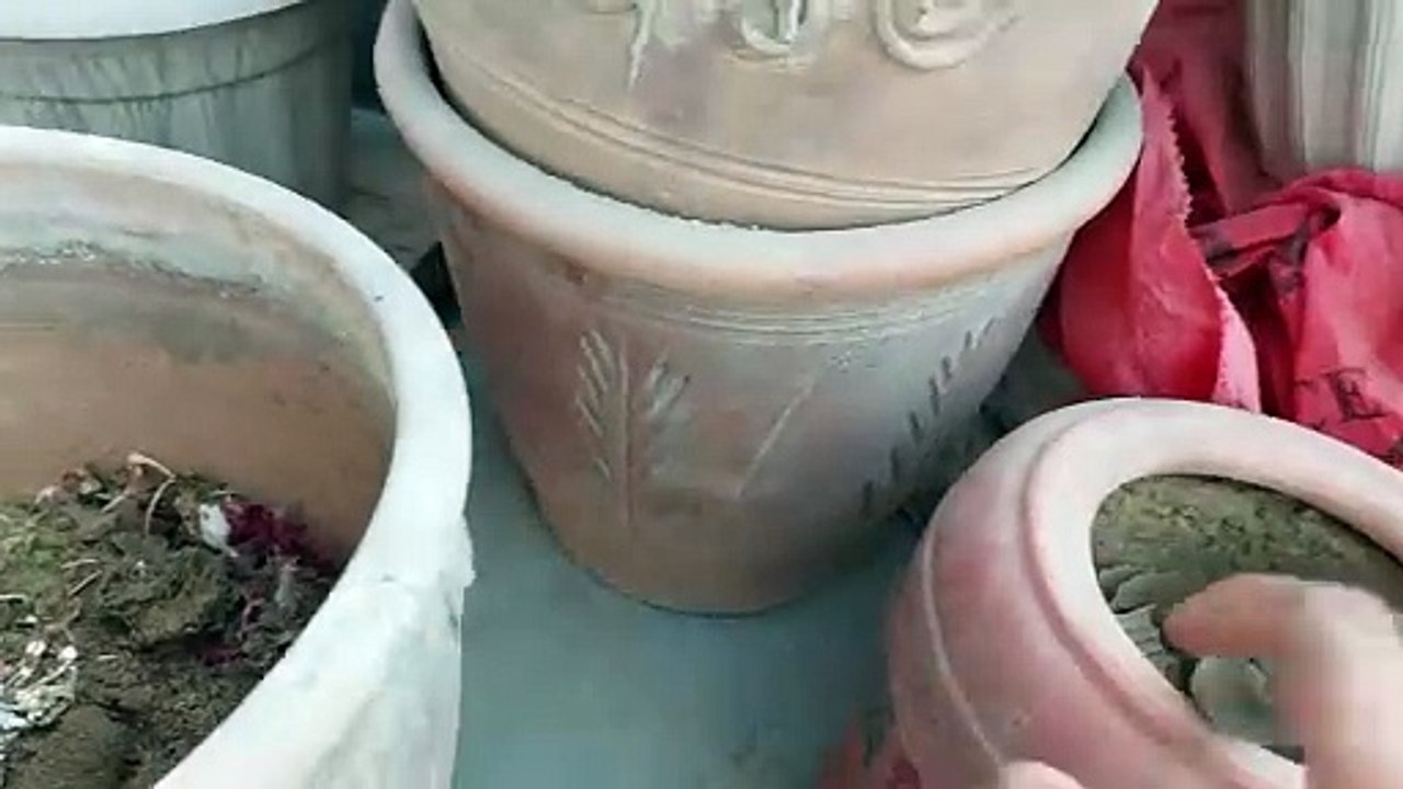 Make perfect compost at home l घर पर बनाएं परफेक्ट कम्पोस्ट l ghar par banaen paraphekt kampost