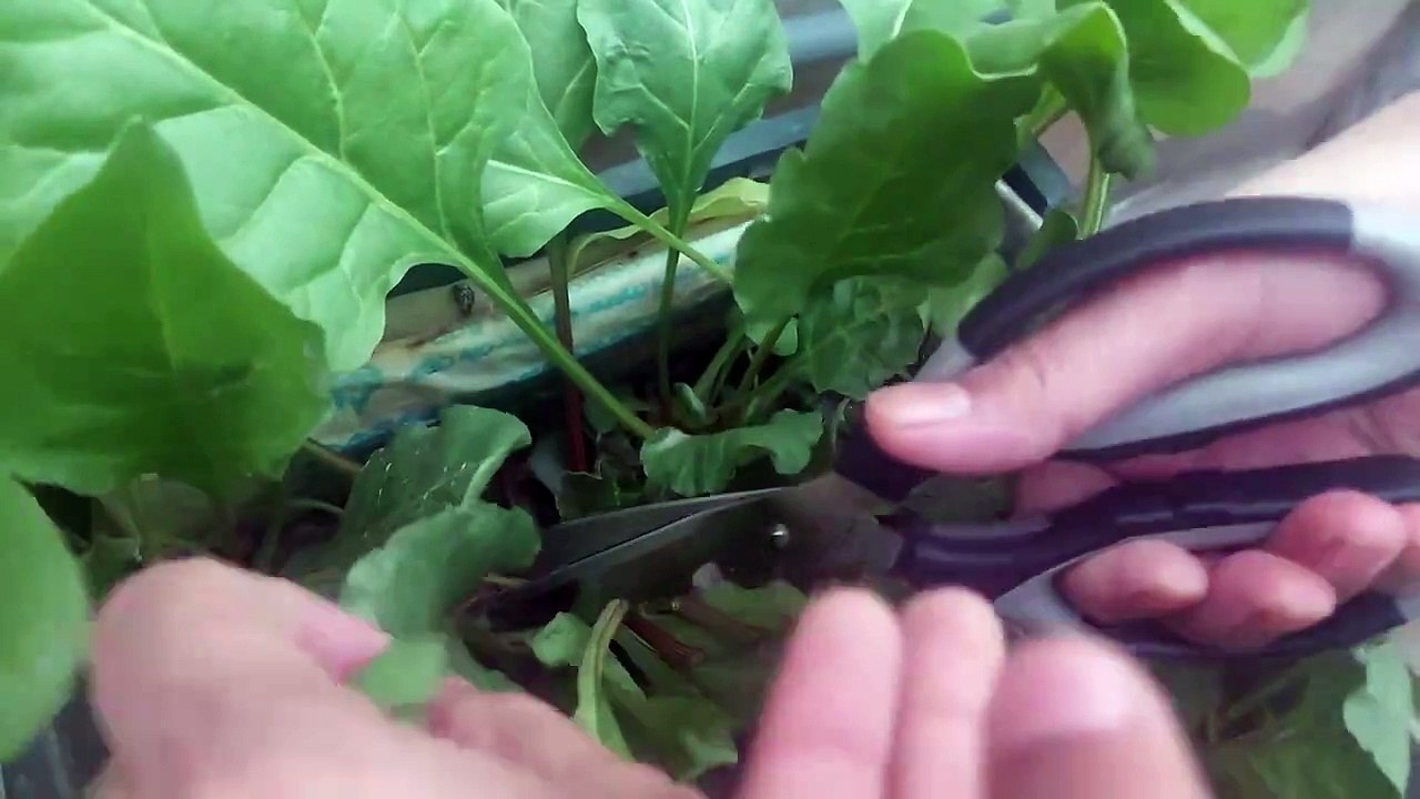 palak harvest yummy pakoras k leay पालक पकौड़े پالک پکوڑے