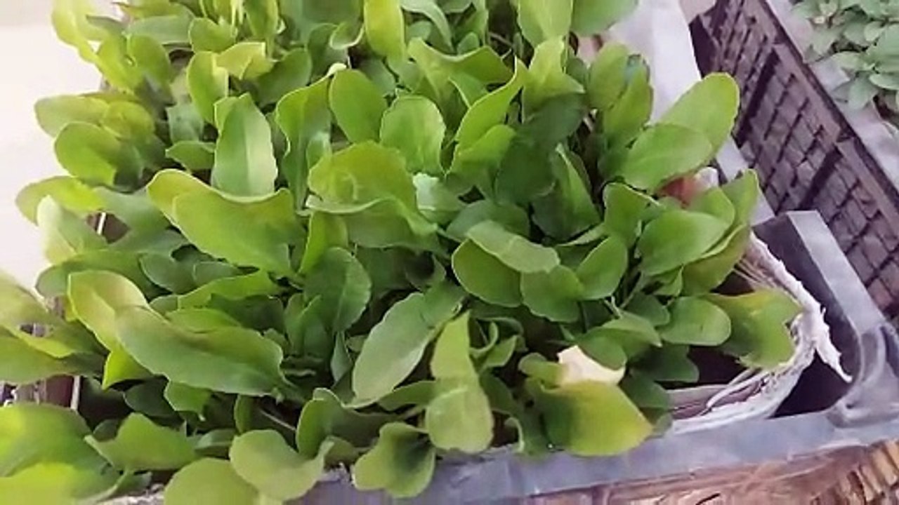 Palak ki dosri harvest - पालक की दूसरी हार्वेस्ट - پالک کی دوسری فصل