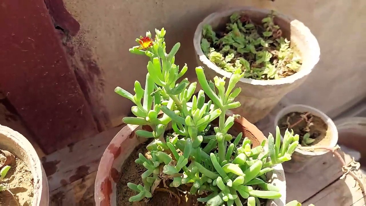 phoolon k paraagan k lie madhumakkhiyon ko kaise aakarshit kren l मधुमक्खियों को फूल पर आकर्षित करें