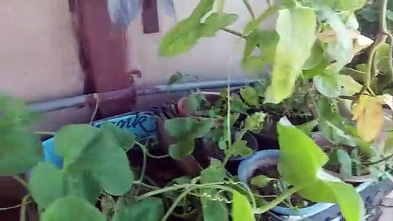 plant transplant shock say poday ko kese bachayn_