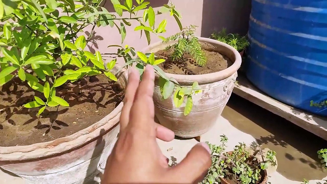 Portulaca + Rose Moss + Purslanes l पोर्टुलाका + रोज़ मॉस + पर्सलेन