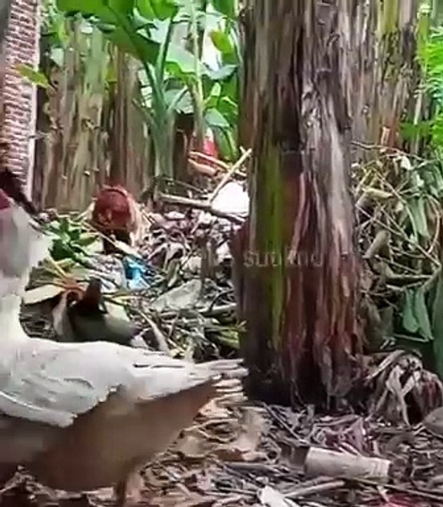 How ducks are making love 