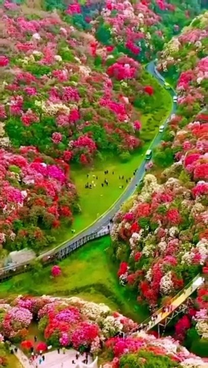 BEAUTIFUL GARDEN,,,