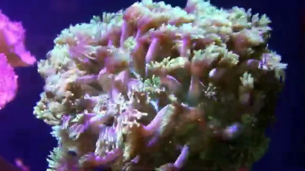 SEA ANIMALS IN THE OCEAN