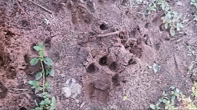 Ataques de onças preocupam moradores de propriedades rurais de Umuarama e região 1