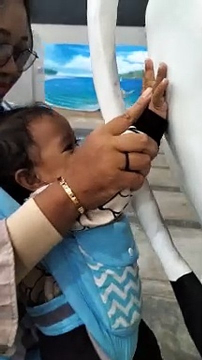 kinara ngakak ketemu sapi