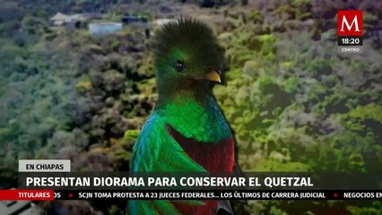 Instalan diorama para la conservación del Quetzal en zoológico de Chiapas