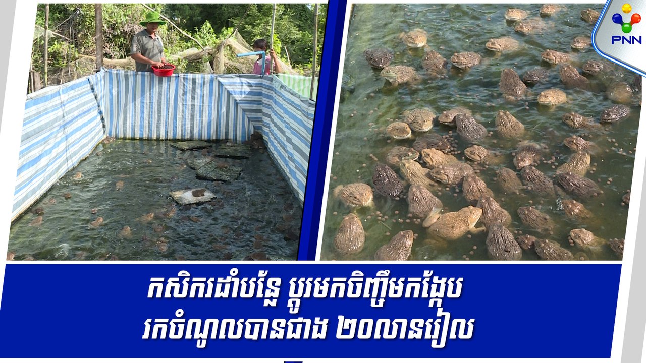 [11-09-24] កសិករដាំបន្លែ ប្តូរមកចិញ្ចឹមកង្កែប ចាប់ផ្តើមពីទុនដំបូង ១លានរៀល រហូតរកចំណូលបានជាង ២០លានរៀល