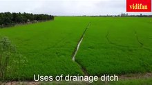 Uses of drainage ditches for rice fields