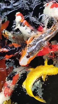 ASMR - KOI fish pond sounds