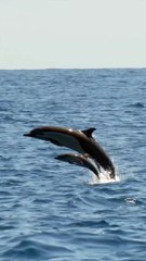 Baby dolphin sighting__ _BabyAnimals _Shorts(1080P_HD)