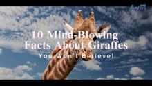 10 Mind-Blowing Facts About Giraffes You Won’t Believe!