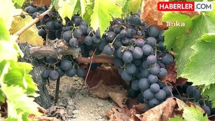 Kavacık Üzüm Festivali: 14-15 Eylül'de