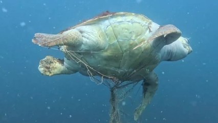 Heart-breaking footage shows dead sea turtle tied up to ghost net