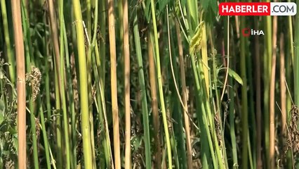 Türkiye'nin İlk Kenevir Fabrikası 40 Yıl Aradan Sonra Yeniden Üretime Geçti