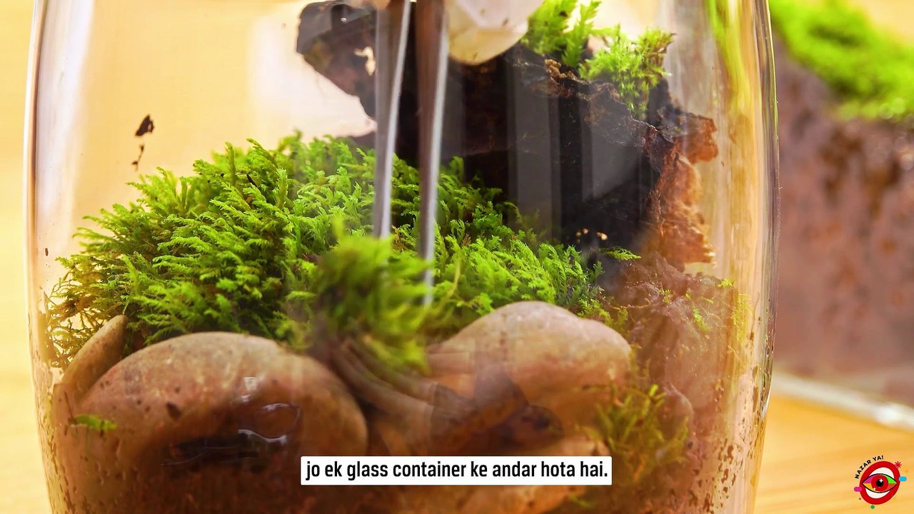 How to Make a Terrarium at Home: Beginner's Guide