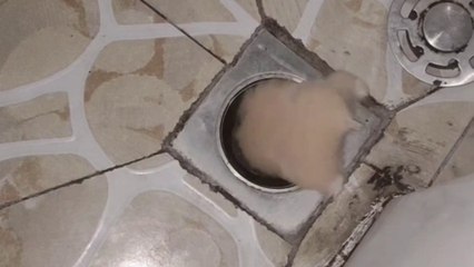 Kluger Hamster nutzt Rohre als Geheimgang durch die Wohnung