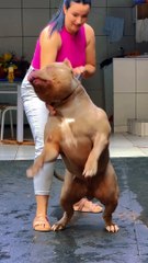 Strongest pit bull dog the brave girl holding to to the coller....