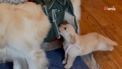 Скачать видео: Golden-Retriever-Welpe, der sauer ist, dass keine Milch mehr kommt, bringt alle zum Schmunzeln