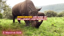 10 Astonishing Facts About Rhinos You Never Knew!
