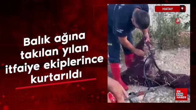 Hatay'da balık ağına takılan yılan itfaiye ekiplerince kurtarıldı