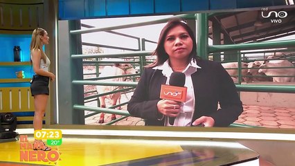 scz-um ingresan bovinos cebuinos a la feria y la genética atrae a 15 delegaciones extranjeras