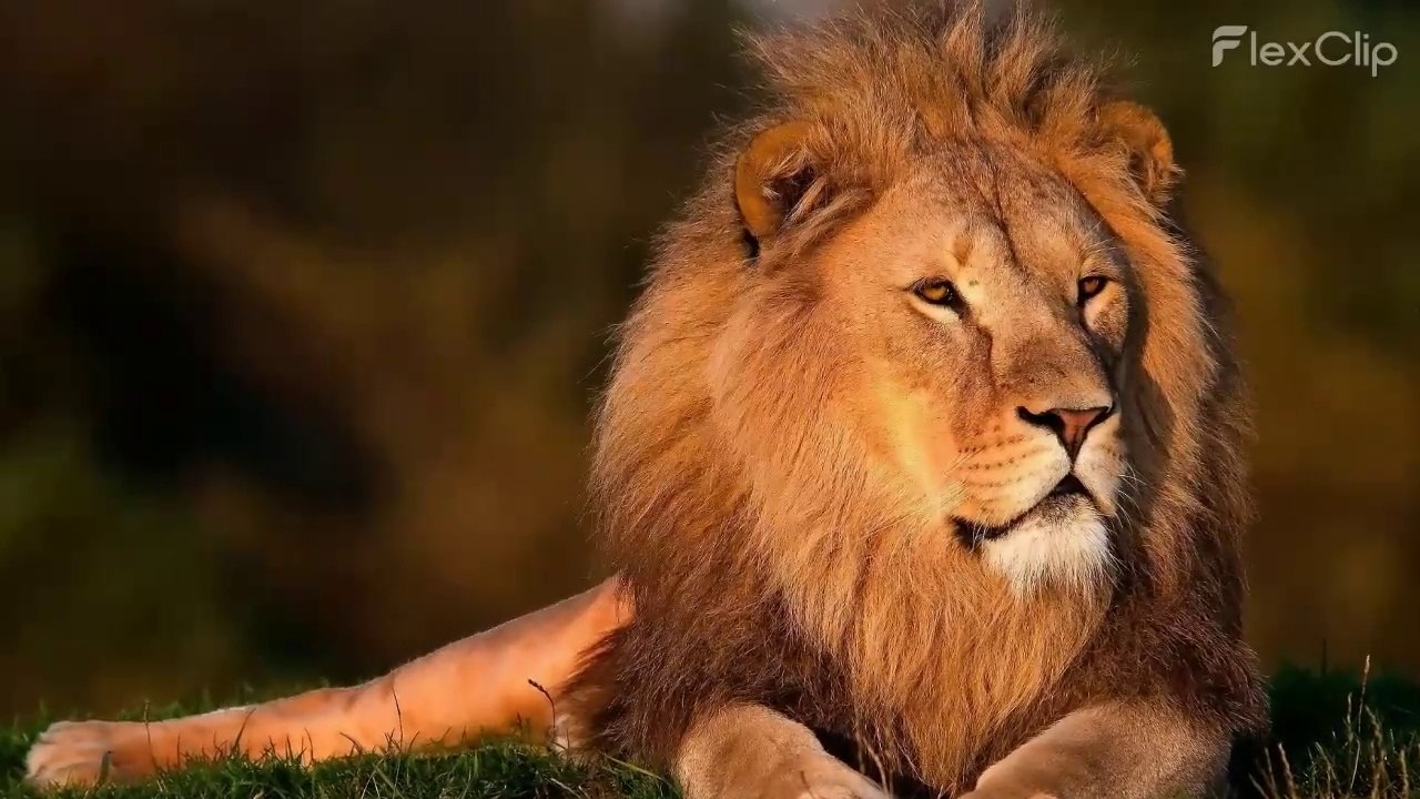 LIONS # lion video