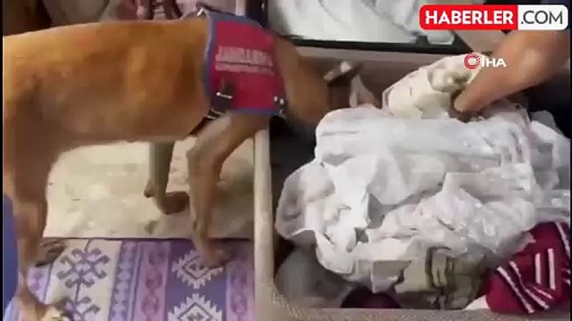 Mısır tarlasına uyuşturucu ekti, jandarmadan kaçamadı