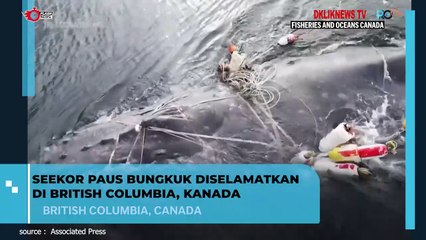 Seekor Paus Bungkuk Diselamatkan di British Columbia, Kanada