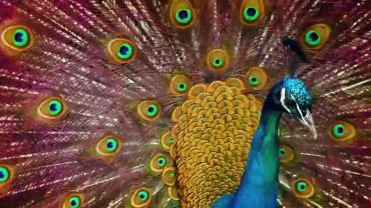 እግዚአብሔር ሁሉን ነገር የፈጠረው ነው። ወይም ሁሉም ነገር ከዝግመተ ለውጥ የመጣ ነው