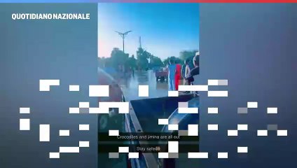 Uno struzzo si aggira per la strade di Maiduguri (Nigeria) dopo l'inondazione dello zoo della citt?