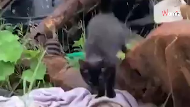 Ils entendent des bruits étranges dans une décharge : ils n'étaient pas prêts pour la boule qui fonce vers eux (vidéo)