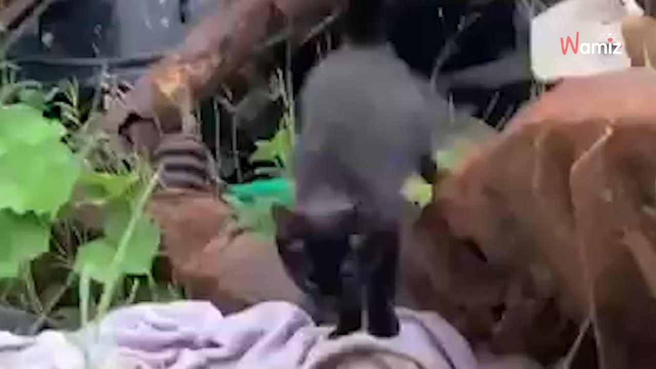 Ils entendent des bruits étranges dans une décharge : ils n'étaient pas prêts pour la boule qui fonce vers eux (vidéo)