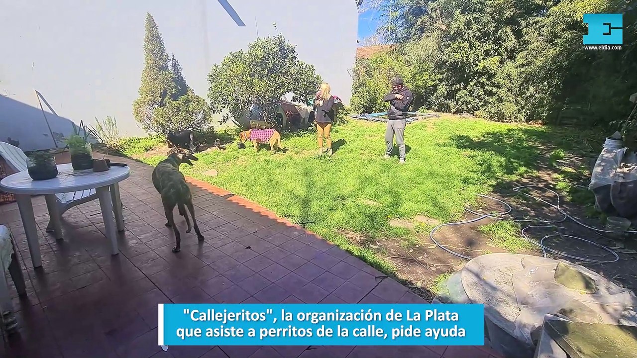 Callejeritos, la organización de La Plata que asiste a perritos de la calle, pide ayuda