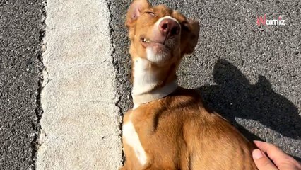 Desgarradora imagen de un podenco atropellado en Jaén: "Su vida pende de un hilo"