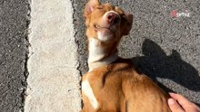 Desgarradora imagen de un podenco atropellado en Jaén: "Su vida pende de un hilo"