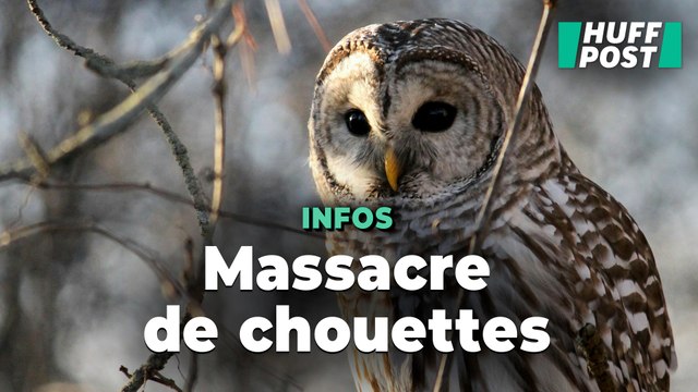 L’État de Washington s’apprête à tuer 450.000 chouettes, et pour une bonne raison