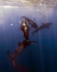 A pod of 5 orcas take a breath at the surface moments before and after they take down a whale shark.⁣