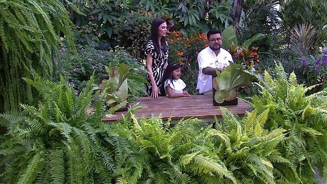 bd-los-helechos-plantas-lindas-y-faciles-de-cuidar-120924