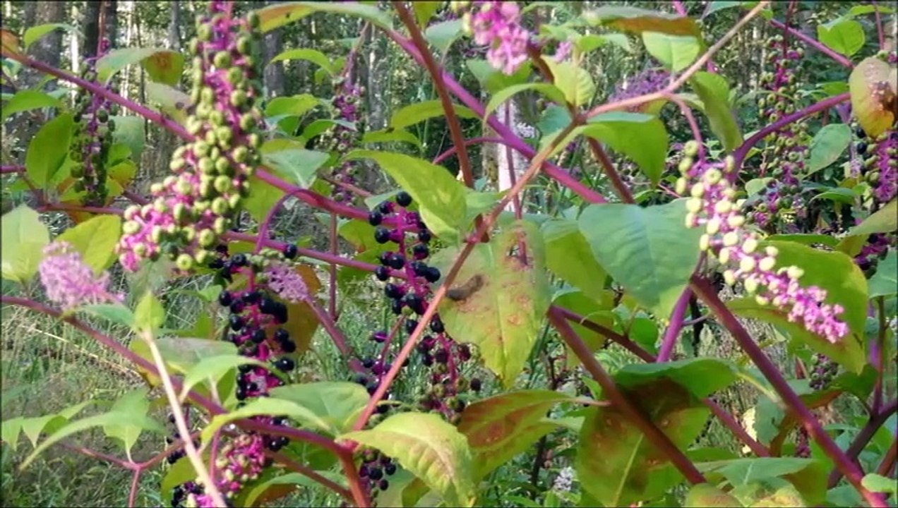 2024-AOUT-SEPTEMBRE-RANDOS-BALADES & PICNINC