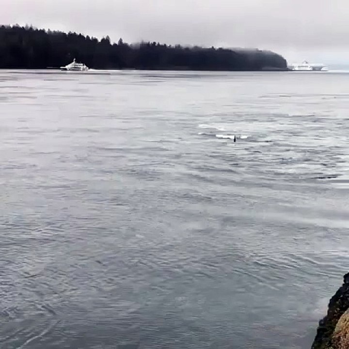 Getting splashed by a huge male orca in the wild 