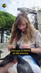 Quand les grandes villes veulent donner la pilules aux pigeons.