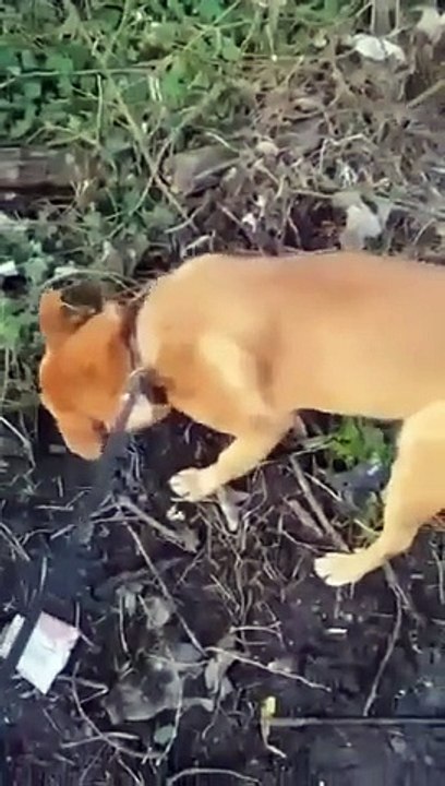 Lonely dog Bear stuck in kennels for nearly five years after being ...