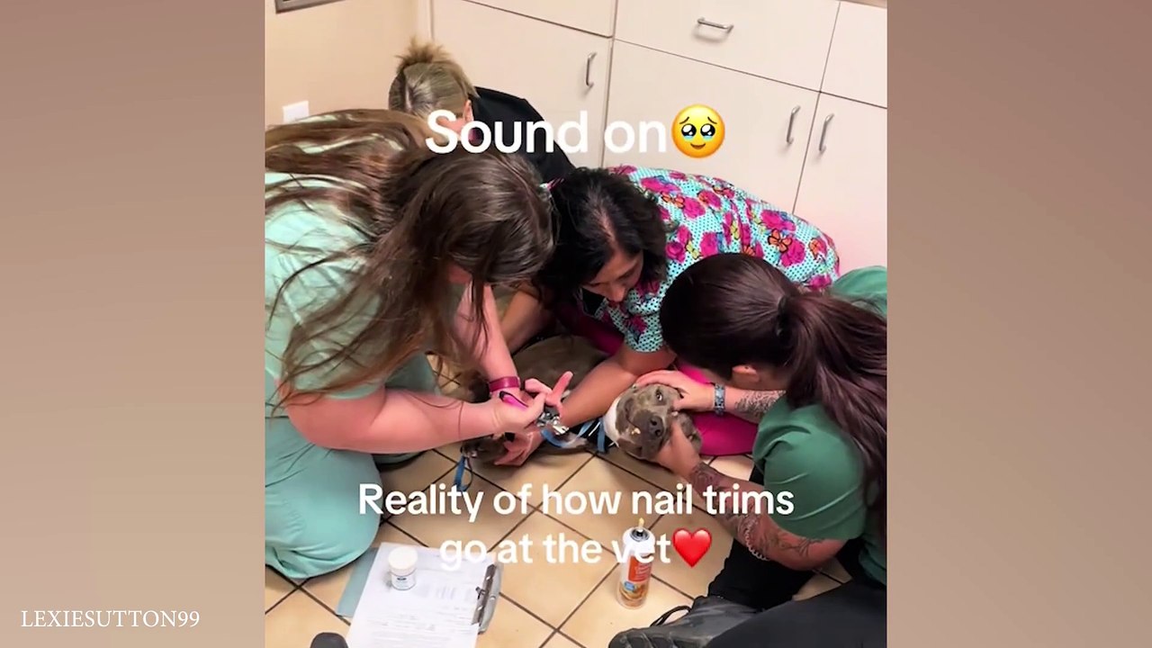 When Your Dog Is A Pro At Vet Visits   Funniest Dog Reaction