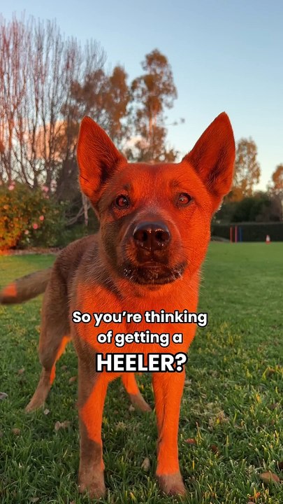 Vous voulez un chien Heeler ?