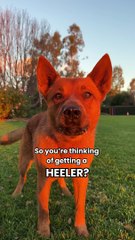 Vous voulez un chien Heeler ?