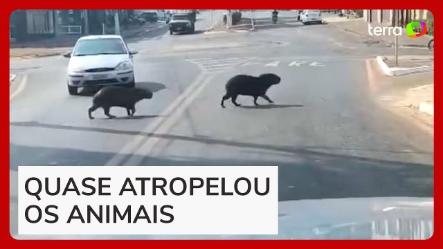 Motorista é multado em quase R$ 2 mil ao não esperar família de capivaras atravessar rua em Goiás