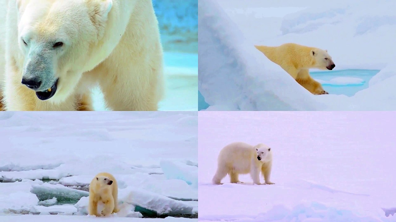 How Do Polar Bears Stay Warm? The Secrets of Survival in the Arctic